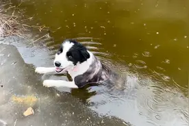 边牧掉水里了，我冒着生命危险去救它，我真的好怕掉水里视频封面
