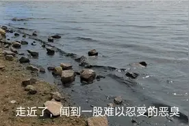青岛遇到罕见高温天，海水都变成黑色了视频封面