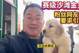 赛级沙滩金 金毛，目前市场上最受欢迎，粉丝网友纷纷要求引进视频封面