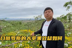 中朝俄边境年产七千万斤苹果，曾经出口俄罗斯，来看看效益怎样？视频封面