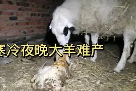 内蒙古牧场寒冷夜晚，大羊难产牧羊人化身助产士，帮助美羊羊诞生视频封面