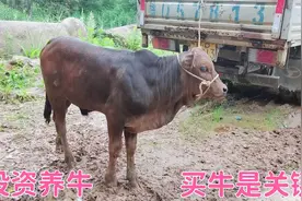 投资养牛买牛是关键，3000元一头的小牛，真的合适养殖吗视频封面