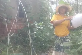 菜园劳动是辛苦的，但大妈偶尔也会娱乐搞笑-下，哈哈会的真不少视频封面