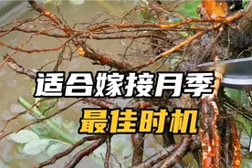 月季嫁接哪个季节最合适？现在可以无根嫁接吗？随时都可以视频封面