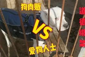 狗肉贩子VS爱狗人士！喷子别喷了，爱狗不是痴爱视频封面