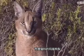 动物：春暖花开天地万物复苏，动物们最野的方式视频封面