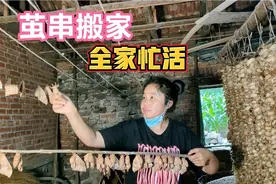 东北养蚕， 全家人给茧串搬家，各自分工来干活，破茧成蛾真神奇