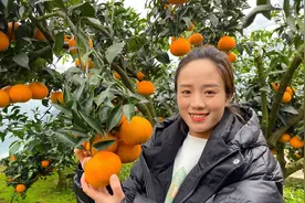 爱媛果冻橙上架啦！小妹儿跑去产地尝尝口感，九分甜一分酸视频封面