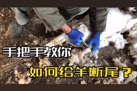 先剪毛再断尾，实拍羔羊断尾全过程，手把手教你能不能学会？视频封面