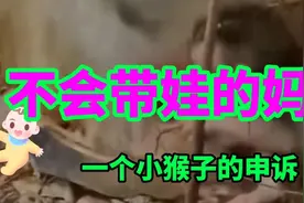 本该还是孩子却当了妈，这把小猴子委屈的，一个劲的后悔来投胎…视频封面