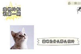 宠物冷知识：猫咪为什么那么怕冷视频封面