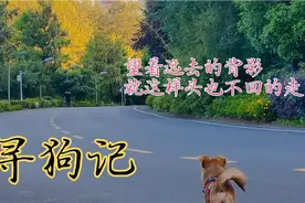 流浪半年的狗狗领养回家，经常挣脱绳子就这样跑了，这次能否找回视频封面