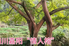 四川嘉阳桫椤湖景区，有一对情人榕，是当年宋希濂的属下栽种的！视频封面