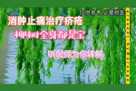 柳树全身都是宝，消肿止痛，治疗疥疮、黄疸，脾脏之疾……