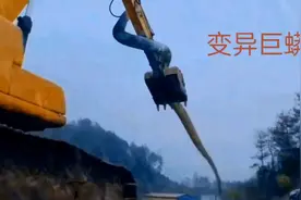 挖机挖到一条大蛇视频封面