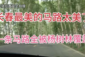 长春最美最漂亮啊马路，一条马路全被绿色杨树林覆盖，老凉快了！视频封面