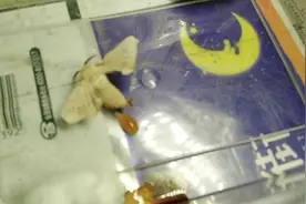你们知道他屁股里喷出来的水是怎么回事吗？在评论区里等你们视频封面
