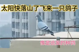 太阳快落山了 突然飞来一只鸽子，像是逃笼的种鸽