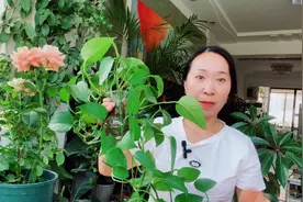 高温天水培的绿萝这样养护，叶片翠绿，生长旺盛！视频封面