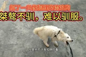 抓了一只像狐狸的流浪狗，桀骜不驯，难以驯服！应该抛弃可怜狗吗视频封面
