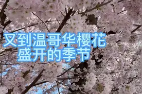 又到温哥华樱花盛开的季节，跟着我的镜头来看看吧视频封面