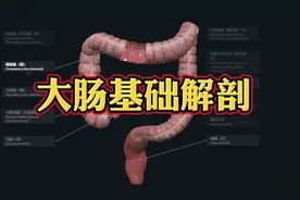 人体解剖基础：大肠是如何走行和命名的？医生讲解！