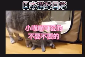 日本猫咪日常 小猫可爱的不要不要的 ，母猫喜欢的不得了视频封面