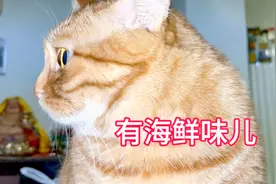 俩毛孩子吃饭的背影都那么可爱，爸爸妈妈稀罕不够！视频封面