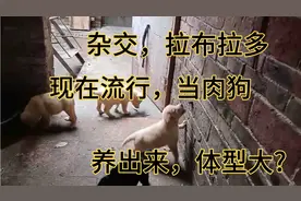 现在，好多人流行，用拉布拉多杂交土狗，当肉狗，体型大，适合视频封面