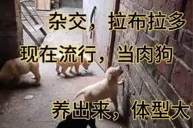 现在，好多人流行，用拉布拉多杂交土狗，当肉狗，体型大，适合视频封面