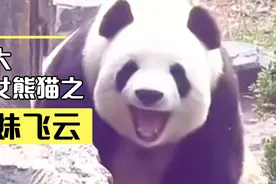十大美女熊猫之萌妹飞云的颜值有多绝？请欣赏来自飞云的颜值暴击视频封面