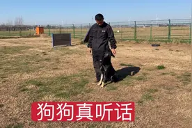 小耿训的狗真不错，让坐就坐让叫就叫，一起走路也不掉队，真牛视频封面