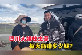 四川大姐在藏区收虫草，从早6点忙到晚8点，看她一天能赚多少钱视频封面