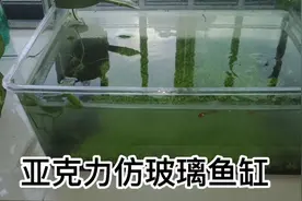 当初贪便宜买了亚克力仿玻璃鱼缸，才用了一个月就花成这样了。视频封面