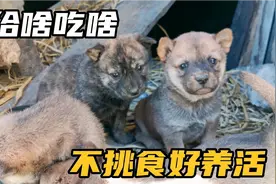 埋头干饭的小奶狗，吃饱后都不愿活动一下，回窝一秒就呼呼大睡视频封面