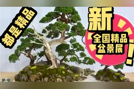 2021全国精品盆景展，特等奖和金奖，件件都是精品，太美了视频封面