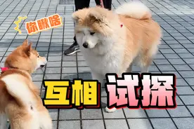 所以，秋田犬为什么会没朋友