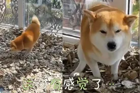 机智！狗子在家不肯如厕，主人封控前捡树叶为其打造户外如厕环境视频封面