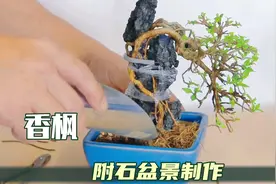 香枫（枫树）制作附石盆景原来这么简单视频封面