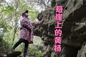 阿娇爬悬崖峭壁上找黄杨素材 ，找到一棵大树型很不错 ，值了视频封面