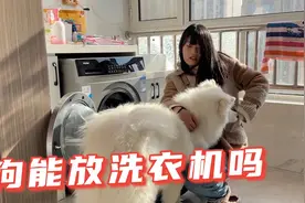 妹妹把狗扔到洗衣机里洗，头一次见这样洗澡的，狗：你比我还狗视频封面
