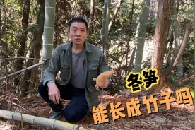 冬笋能不能长成竹子？大叔历经两个多月的实验，一起来看看结果视频封面