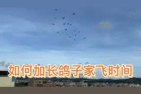 鸽子不爱飞，家飞时间短，试试给鸽子做下调理效果很不错视频封面