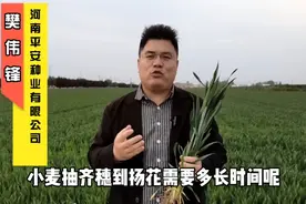 小麦抽穗到扬花需要多长时间？防治赤霉病和小麦扬花有哪些关系？视频封面