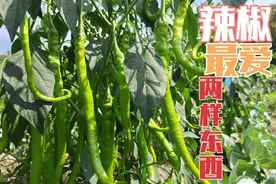 辣椒最爱这两种肥，不仅没虫害还硕果累累，可很多人还不知道视频封面