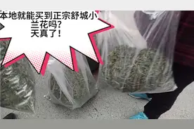 核心产区，本地就能买到正宗舒城小兰花吗，看看到底有什么套路