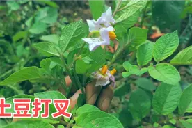 土豆秧子打叉，洋芋开花打顶，减少养分消耗，土豆结的多块大高产视频封面