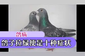 鸽子10种拉绿便的病症视频封面