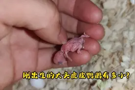 又有新的小生命诞生了，看看刚出生的大头虎皮鹦鹉有多小？视频封面