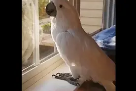 鹦鹉学习狗叫 狗都懒得搭理它了